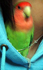 �ڂ�����������ɂ��d���s�����`�I