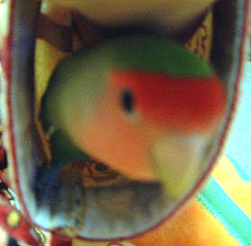 �܂܂��A�܂܂��I�҂��������患�B�B