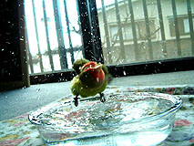 ���ꂥ�`�����I