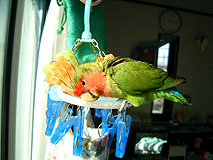 �܂܂��[�A���ĂȂ��ŃJ�L�J�L���Ă悧�[�B�B