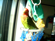 �����l�A�C�����C�B�`