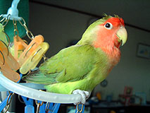 �ӂ��`�A�C�����ǂ��������`��