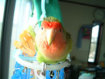 �����A�����[�I��Ȃ̂��I�H