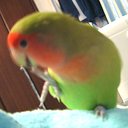 �Q�ĂĂ�����ꂵ��������悧�`�I