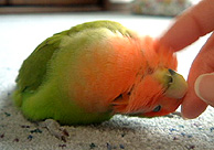 �L���`�C�悧�`�`�`