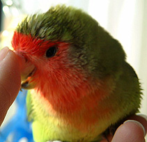 �Ȃ񂩂����A�A�A�����Ɍ����Ȃ��悧�B(>_<)