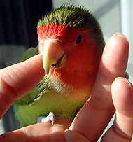 ���[����Ƃ����`�A�����������C�����C�C�񂾂�Ȃ��`��