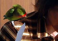 �����J�[�e���߂Ă���Ă��肪�ƂˁI