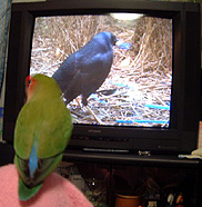 �A�Y�}���h�����񂾂��ā`�I