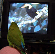 �t�E�`���E���h�L���񂾂��āI