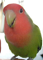 �܂܂��[�A�Ȃɂ��ėV�Ԃ��I�H