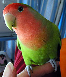 �ڂ��̂���߂���A���C�������H