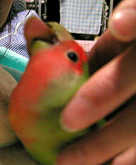 �܂܁`�A�ڂ��͌��C������˂��I�I