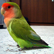 �Ȃ��ɂ��H�ǂ����ɂ��Ȃ��患�I