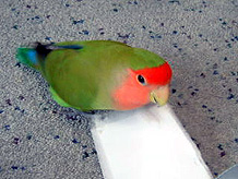 �����̓K�W�K�W�y�����񂾂�ˁ`��