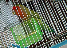 �ۂ�ۂ�H���Ƃ��Ȃ���H�H�H