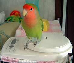 �ǂ����A�Ȃ�Ƃ��Ȃ���H