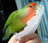 ���؂莆�؂�y�����Ȃ��`��