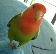 �ڂ��̂��F�B�I