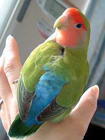 �Ȃɂ��A�}�}���Ă΁A�u���[�Ȃ̂��H�H�H