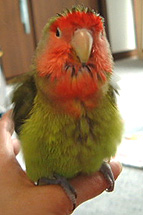 �Ԃ��͂��`�I�C�����ǂ��������`��