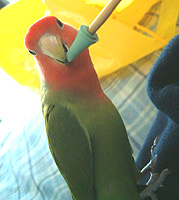 �ւ��I�H�܂��d���s�����Ⴄ�́I�H