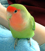 �܂܂��A�ڂ��ɂ̓o�����^�C���Ȃ��̂��H