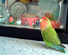 �N�G�b�A�N�G�b�I