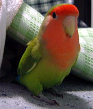 ���������A�C�C�R�l���l�������Ȃ��H