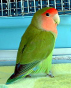 �Ȃ��A�Ȃ񂾂患�B