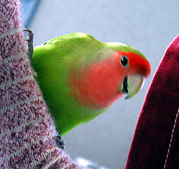 ����C���ɂȂ�����A�����������Ⴈ���ƁI