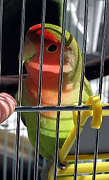 �����A����͐V�����S�n������̃J���H�H�H