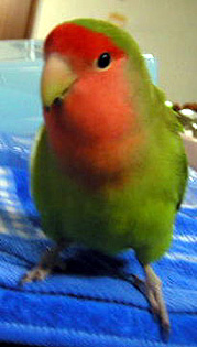 �ڂ��A�C�C�R������ˁ`��