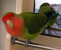 ���˂������A�y���݂ɑ҂��ĂĂ˂���