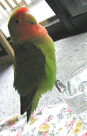 �������ł��Ă����[���H