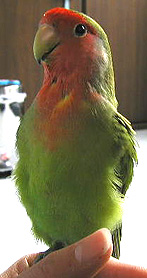 �L���C�ɂȂ����ł���H