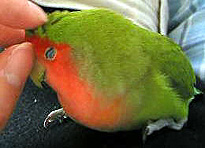 ���������ɂ�`