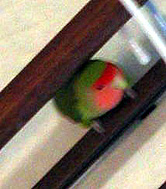 �J�[�e�����[���̏�Ȃ񂾂�`