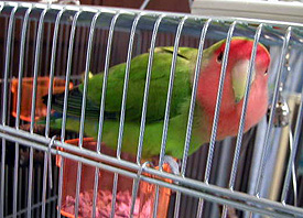 �����͂��������āA��ꂿ������ˁB�i�����A�{�P�{�P���B�B�j