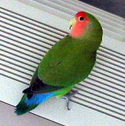 ���Ɓ[�����A�����[�����A���C���Ȃ��I�H