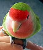 �Ȃ񂩁A�w���H