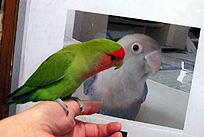 �ӂ����˂������A���C���������H