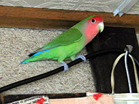 ���O�̂ӂ����˂������Ƃ��A�悧��������񂾂�B