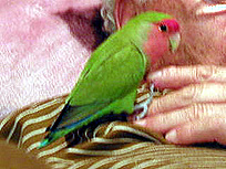 ���`�A���Ɓ[�����̂����I