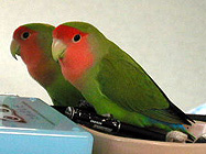 �ȁA�Ȃ񂾂患�B�ڂ��͂ЂƂ肾���āI