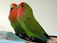 �ق�ق�`�������̒�������ł���`