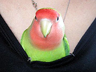 �͂��A�˂��Ⴄ�Ƃ��������I