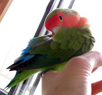 ���낻��A����肩�Ȃ��H