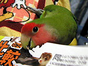 ���A����ς�܂܂��`�I