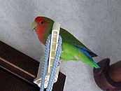 �{���ɁA�܂܂Ȃ킯�I�H